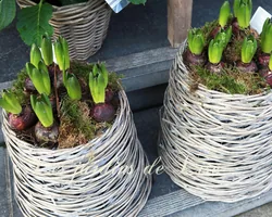 Les Jardins de Lise - Photos du magasin - Photos