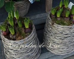 Les Jardins de Lise - Photos du magasin - Photos