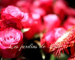 Les Jardins de Lise - Photos du magasin - Photos