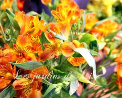 Les Jardins de Lise - Photos de bouquets - Photos