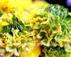 Les Jardins de Lise - Photos de bouquets - Photos